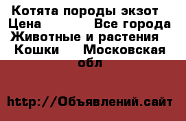 Котята породы экзот › Цена ­ 7 000 - Все города Животные и растения » Кошки   . Московская обл.